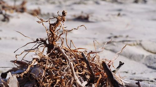 Close-up of dried plant on beach