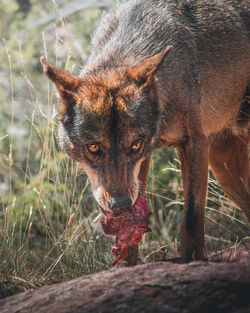 Close-up of a fox