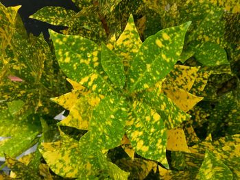 High angle view of leaves on tree