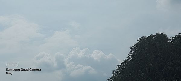 Low angle view of text on tree against sky