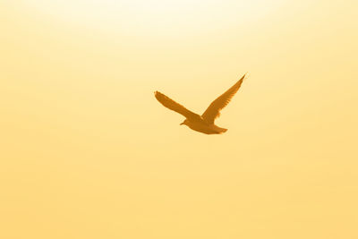 Low angle view of bird flying in sky