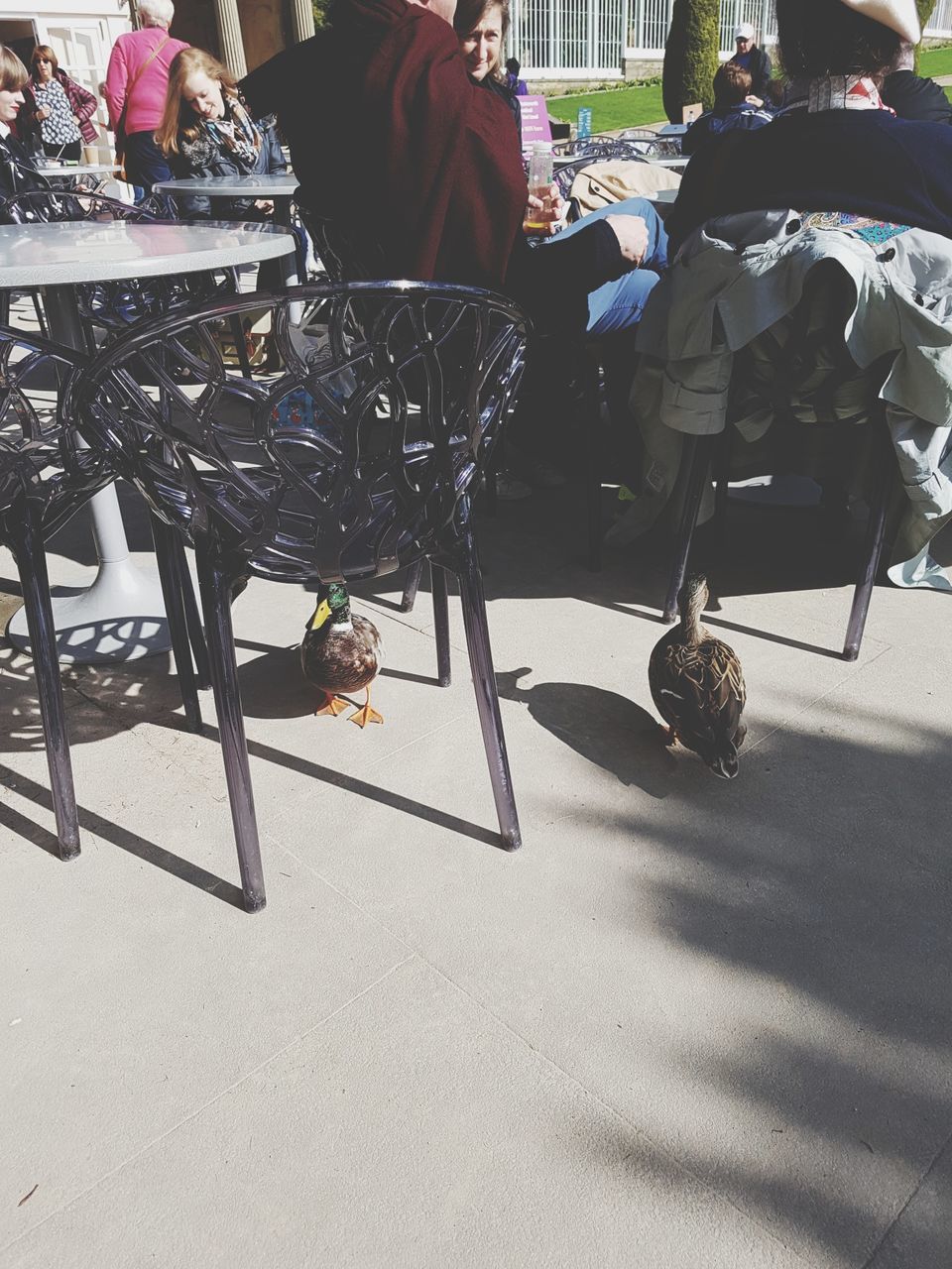 sitting, chair, pets, table, one animal, real people, domestic animals, men, dog, food and drink, low section, day, mammal, indoors, women, drink, seat, one person, people