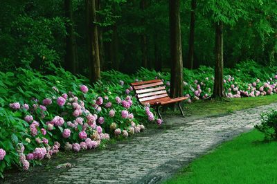 Pink flowers on bench in park