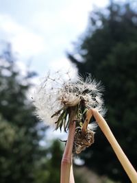 Close-up of dandelion flower