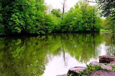 Scenic view of lake in forest