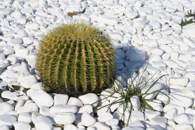 High angle view of barrel cactus amidst white stones
