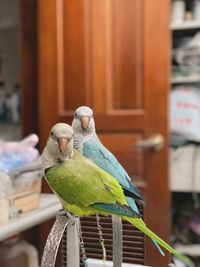 Close-up of parrot perching in cage