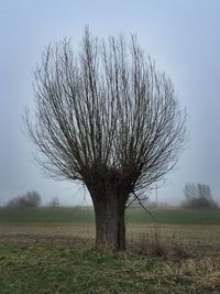 Bare tree on field against sky