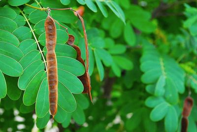 Close-up of fresh green plant