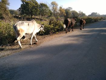 Horses on street against sky