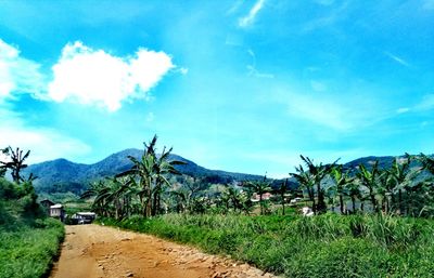 Road by trees on field against blue sky
