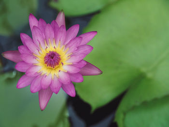 Close-up of pink lotus water lily