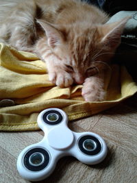 Close-up of cat on table