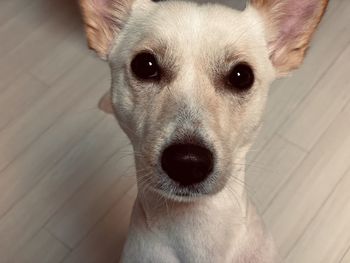 High angle portrait of dog on floor