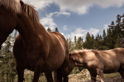 Horses in a mountain field