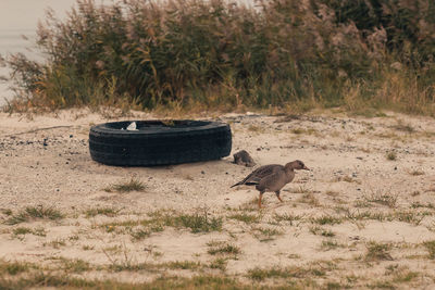 Bird on dirt road