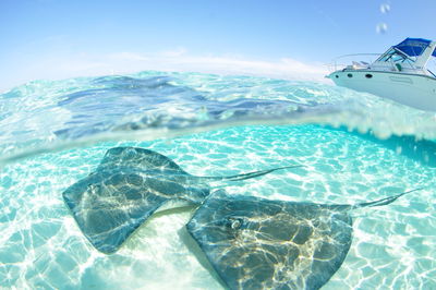 Under over stingrays swimming