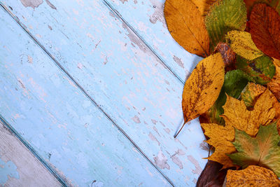 High angle view of maple leaves on wooden table