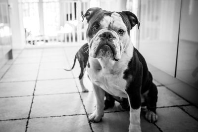 Portrait of dog on floor at home