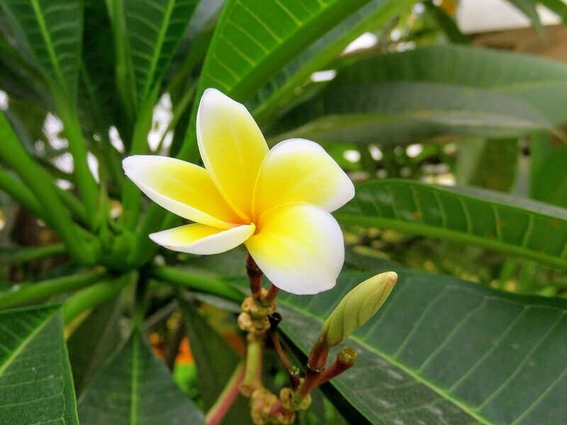 CLOSE-UP OF FRANGIPANI FLOWER