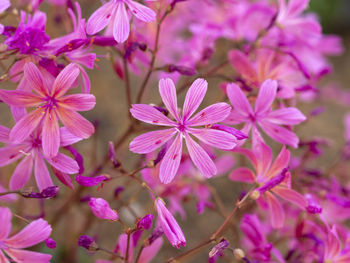 Closeup of pretty pink flowers of siskiyou lewisia, lewisia cotyledon