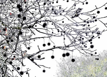 Low angle view of bare trees against sky