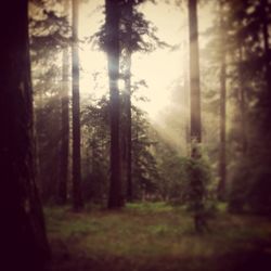 Scenic view of forest in foggy weather