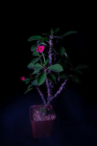 Close-up of small potted plant against black background