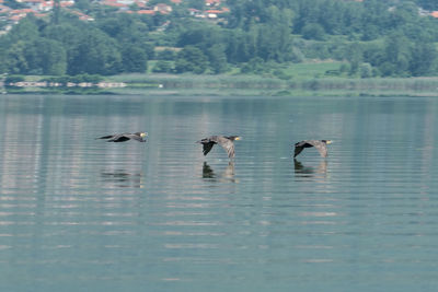 Ducks in a lake