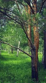 Trees in forest