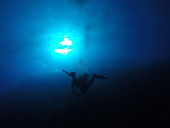 Jellyfish swimming in sea