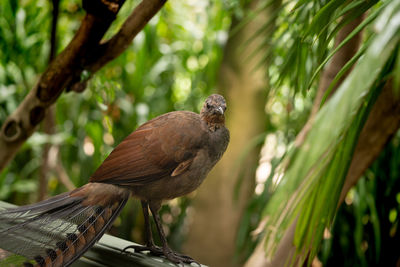 Close-up of bird perching on branch