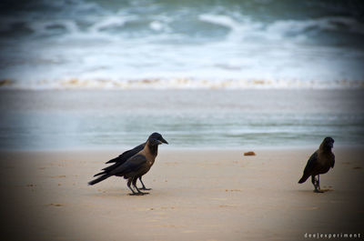 Bird on beach