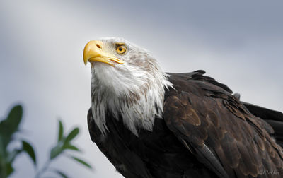 Low angle view of eagle against sky