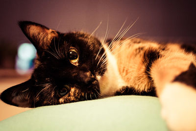 Close-up portrait of cat