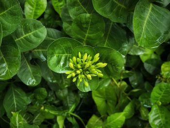 High angle view of fresh green leaves