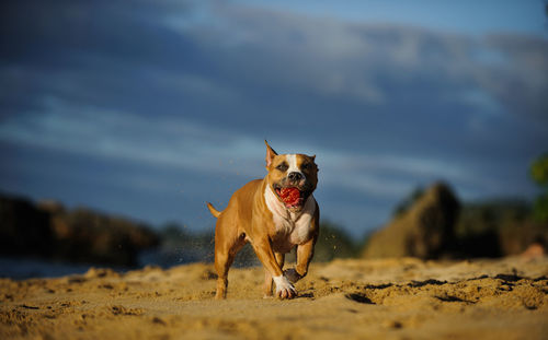 Dog on sand at beach against sky