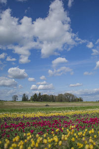 Flowers blooming on field against sky