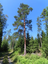 Low angle view of pine trees in forest against sky