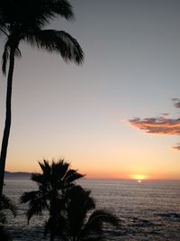 Silhouette tree on beach against sky during sunset