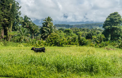 Sheep on grassy field against sky