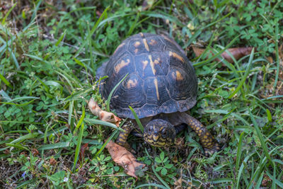 Close-up of turtle on field