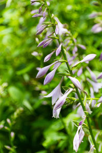 Close-up of flowers