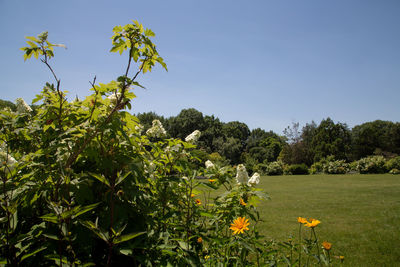 Flowering plants and trees on field against clear sky