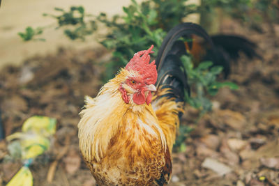 Close-up of rooster on land