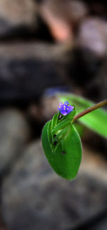Close-up of honey bee on flower