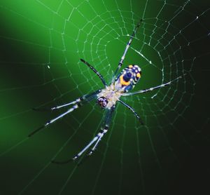 Spider on web