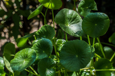 Close-up of green leaves on plant