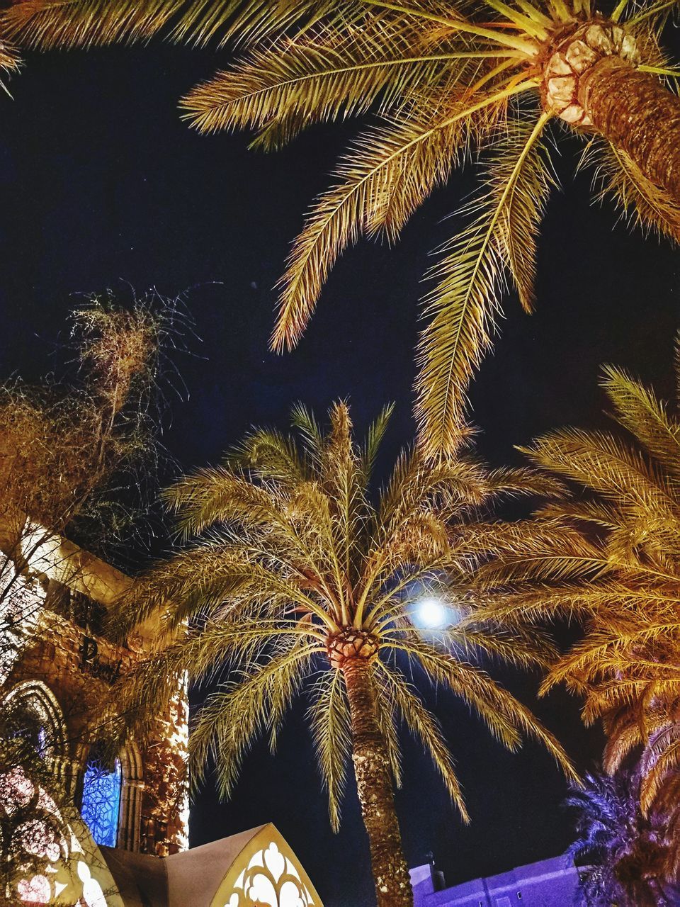 LOW ANGLE VIEW OF PALM TREE AGAINST SKY AT NIGHT
