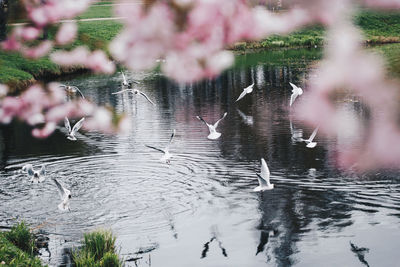 Birds swimming in lake